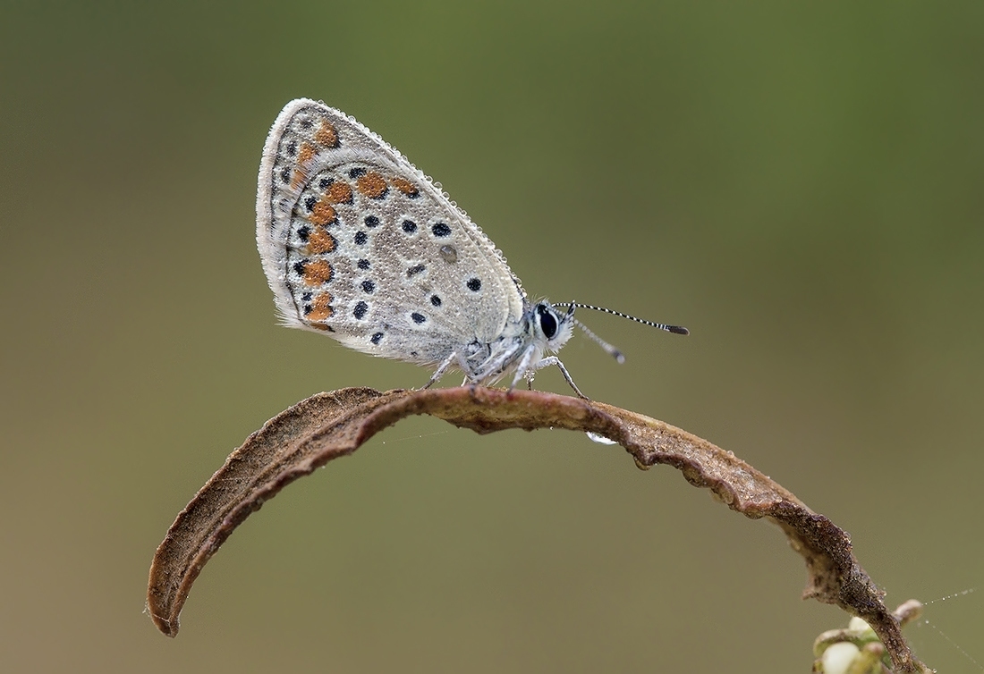 Spazieren Sie durch die Tau