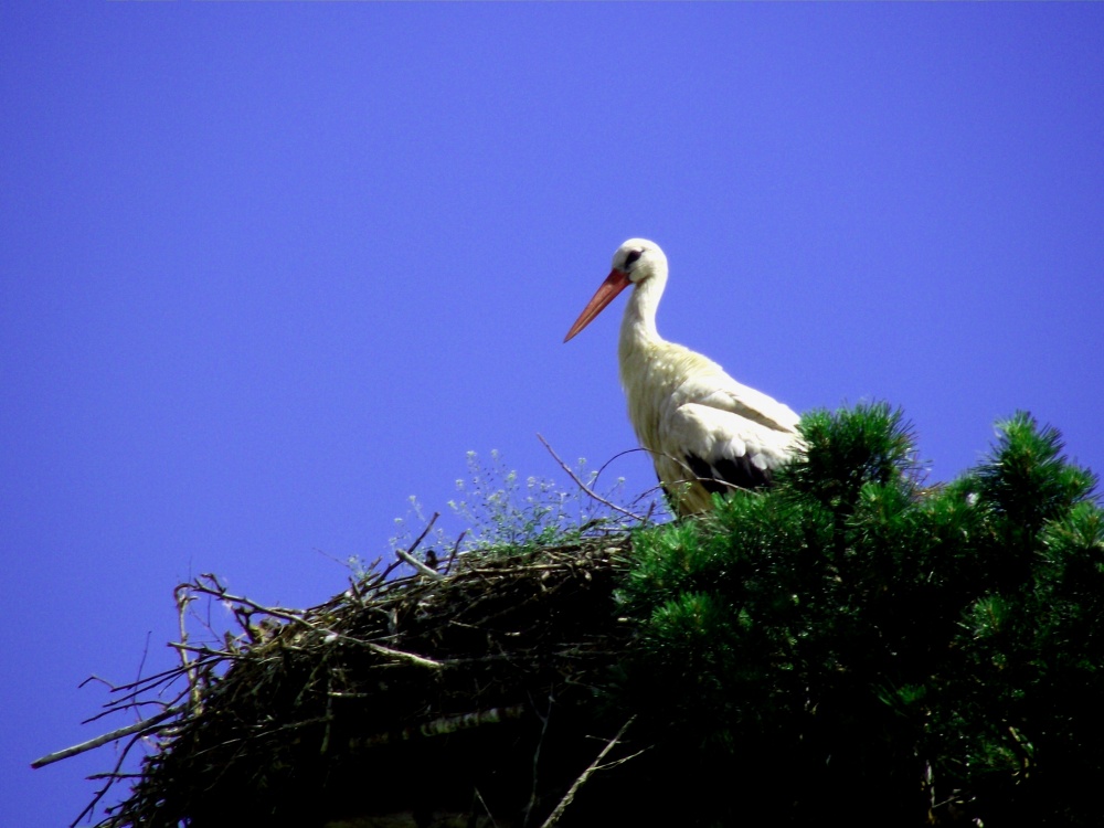 das ist vyrasli .......