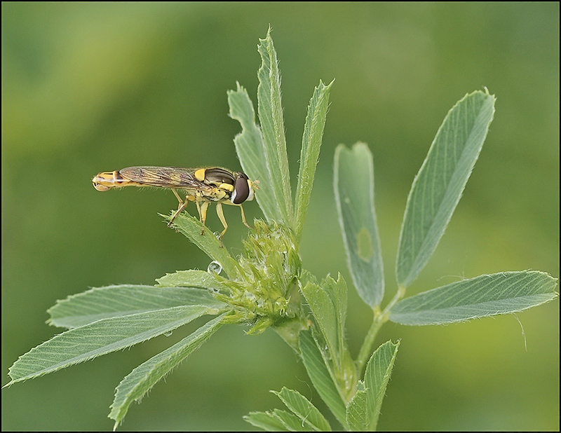 Bird of Paradise ...