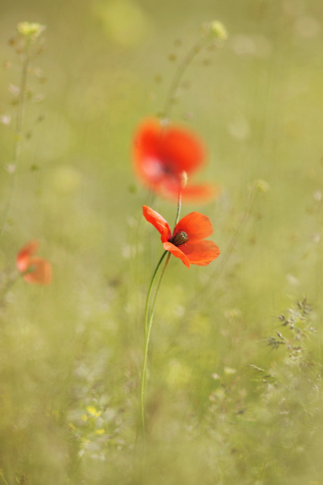 Tenderness Mohnblumen