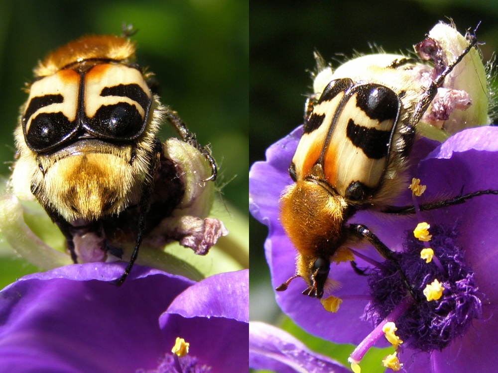 Beauty and the Beast o)