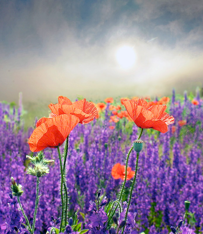 Baden im Frühjahr Nebel