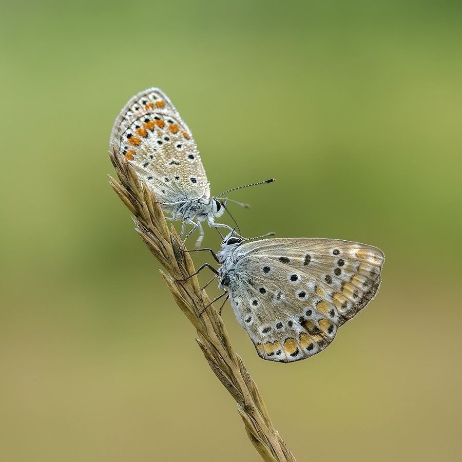 Ernennung auf spikelet