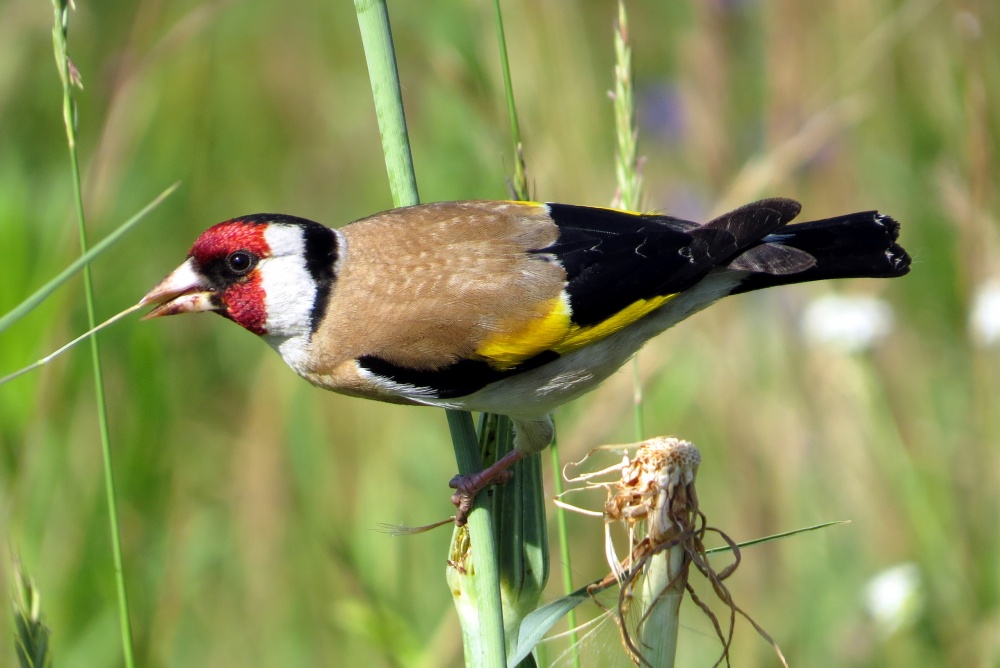 Alle aßen. Stroh chtoli kauen?