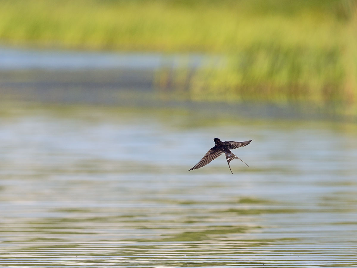 "Pugatschow Cobra" von Schwalbe