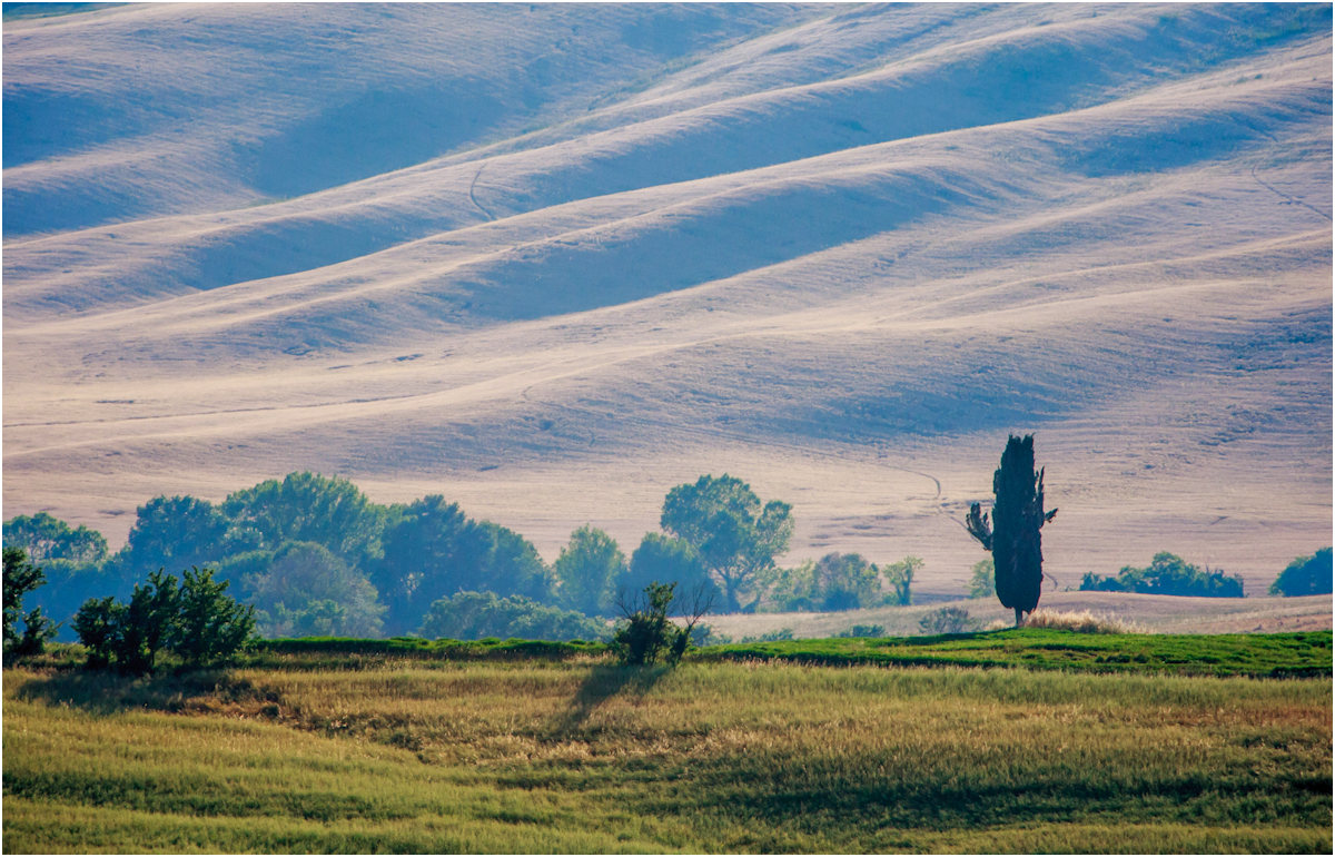 Lone Cupressus sempervirens