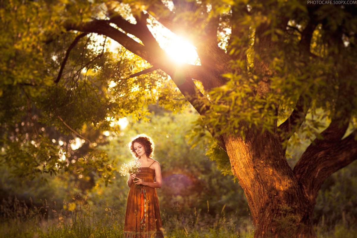 Bouquet von Gänseblümchen