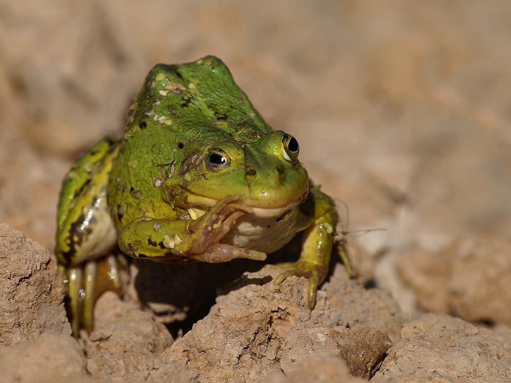 "In einer geheimen Nur Tc-mit-einem -...!"