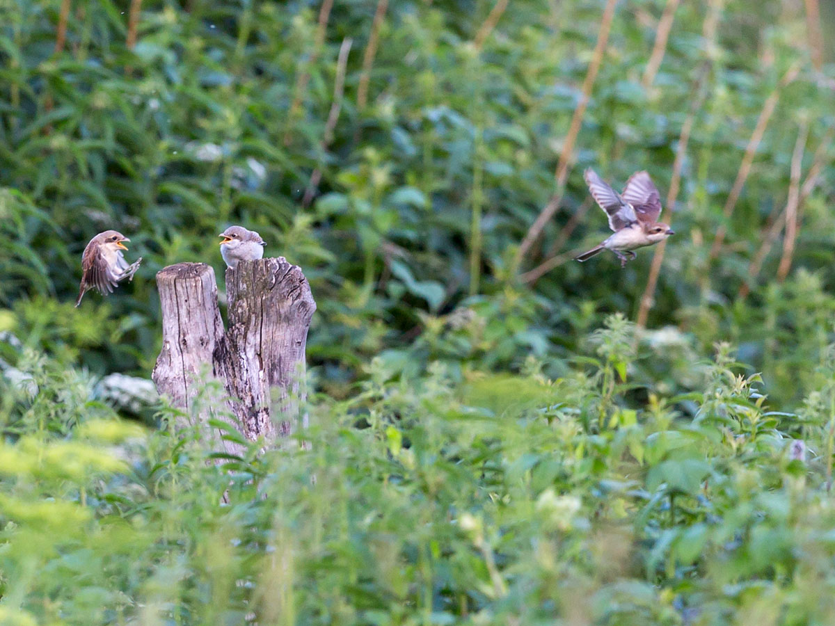 Брат, ты опоздал! Ужинать теперь будешь в завтрак!