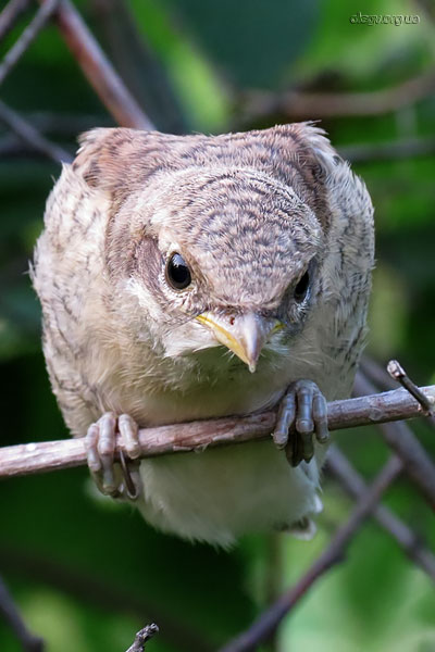 Sie rief jemand feucht hinter den Ohren?