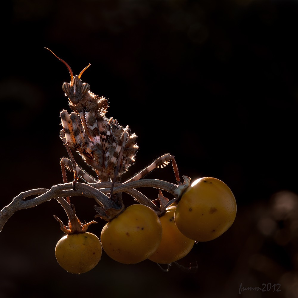 Hintergrundbeleuchtung. MANTIS.