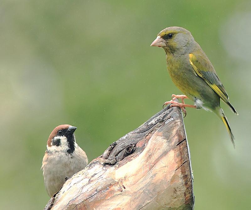 "Jetzt stelle ich bin ich!"