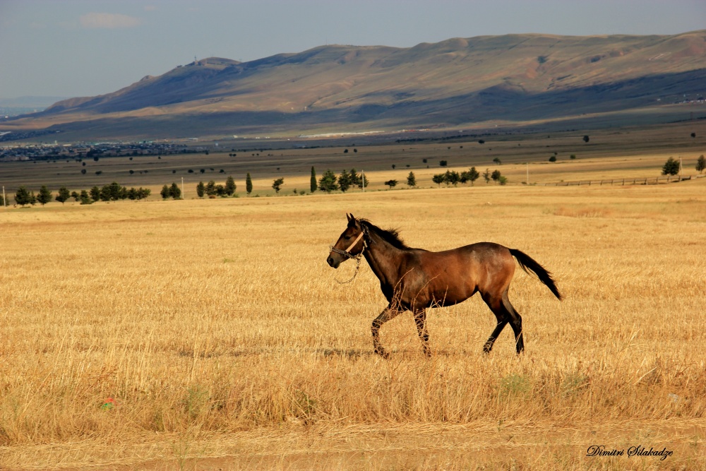 Gruzinki peizaj i Loshad