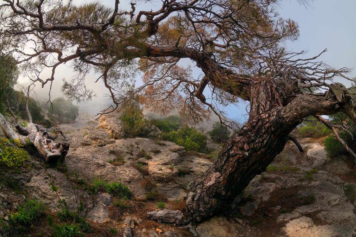 An den Hängen des Sentry-sowohl