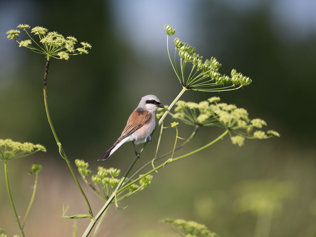 Die offizielle Porträt