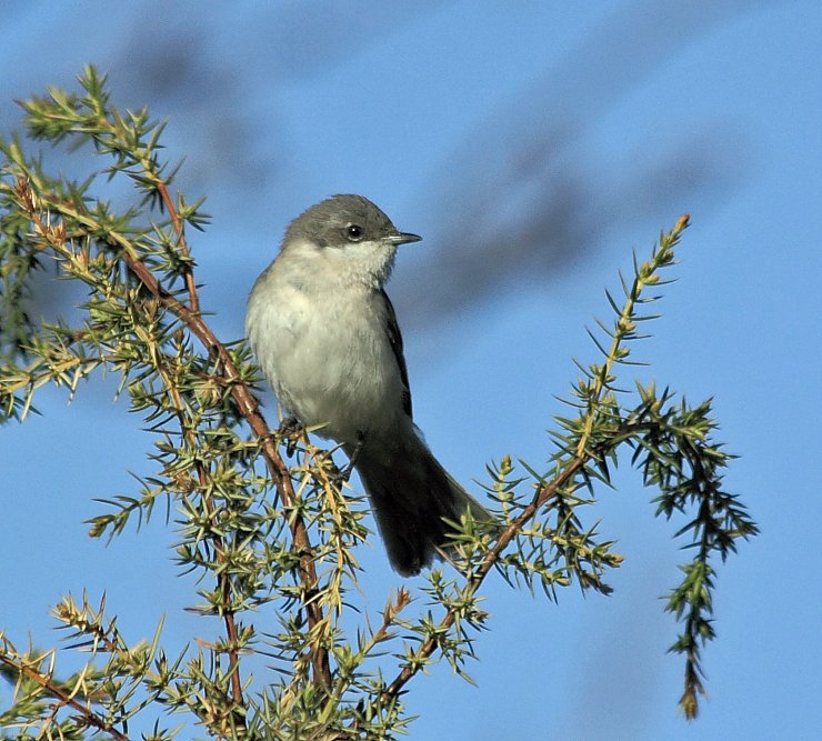 Aufmerksame Gleichmut