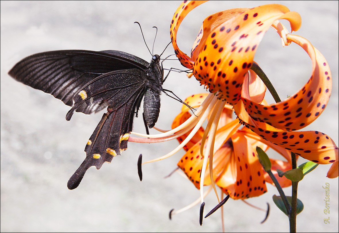 Schwalbenschwanz ** Primorje