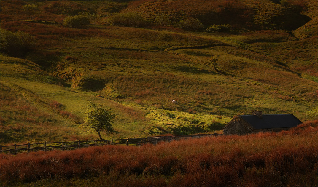 ...Shades of Morning...