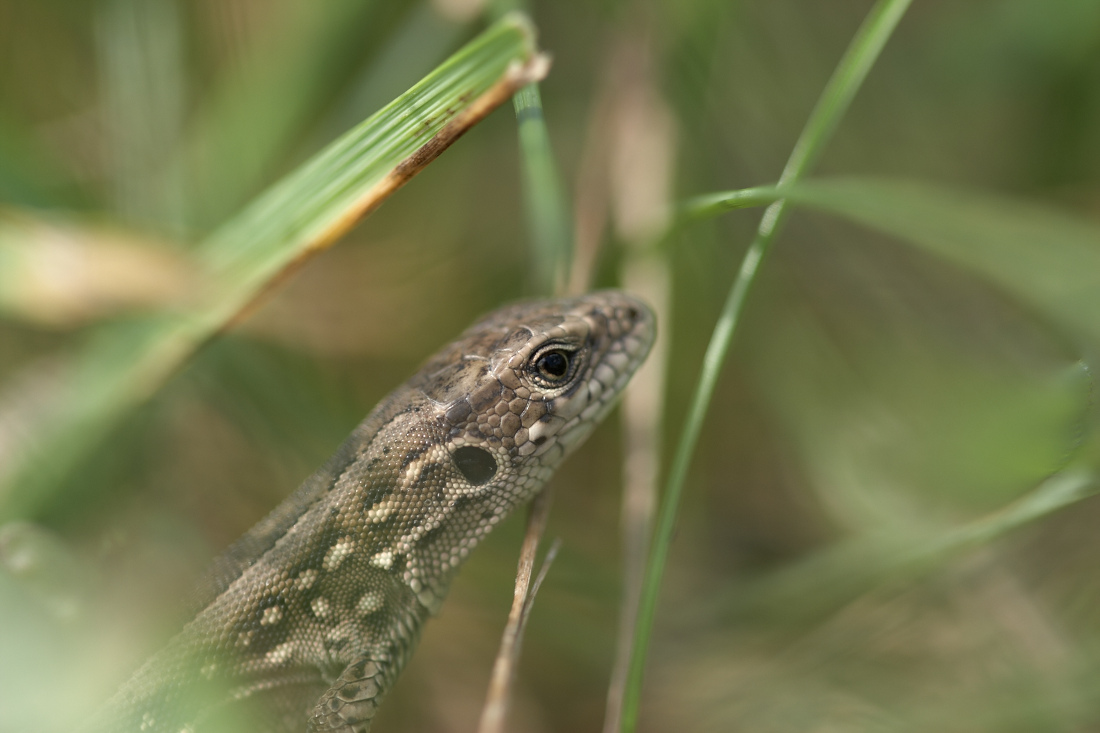 Ich bin für Sie, sehe ich ...