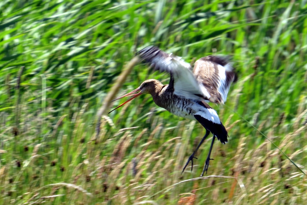 База! Даёш посадку?