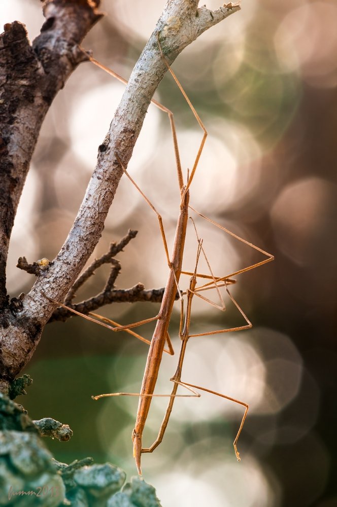 Любимая! Скорей бы утро...