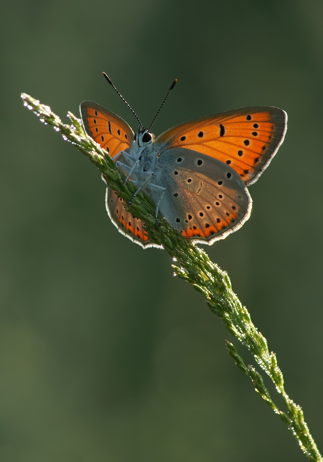 Chervonets ungepaarten