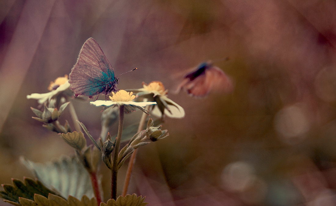 Auf Wiedersehen, Freund Schmetterling!