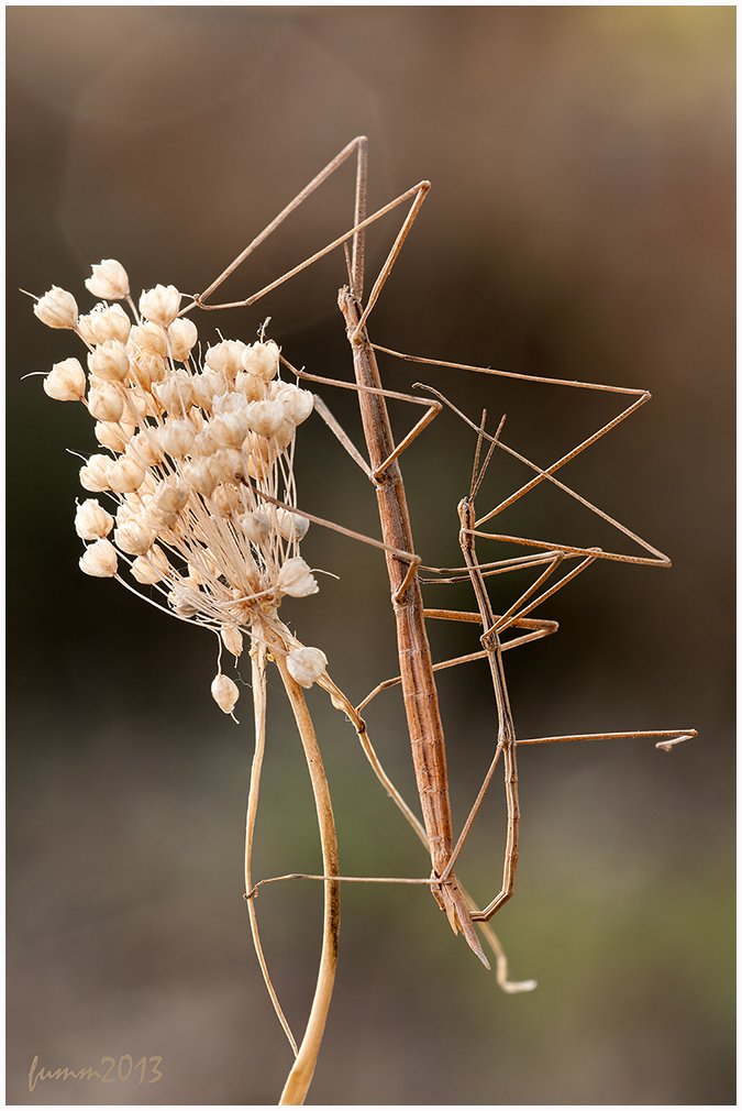 Blumenschmuck für den Geliebten.