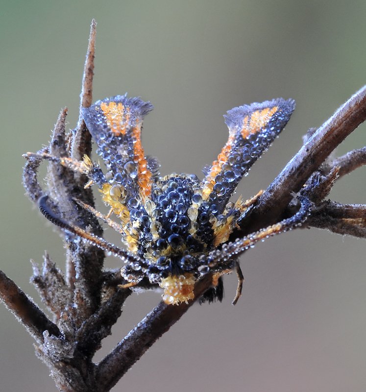 Steklyannitsa im Tau.