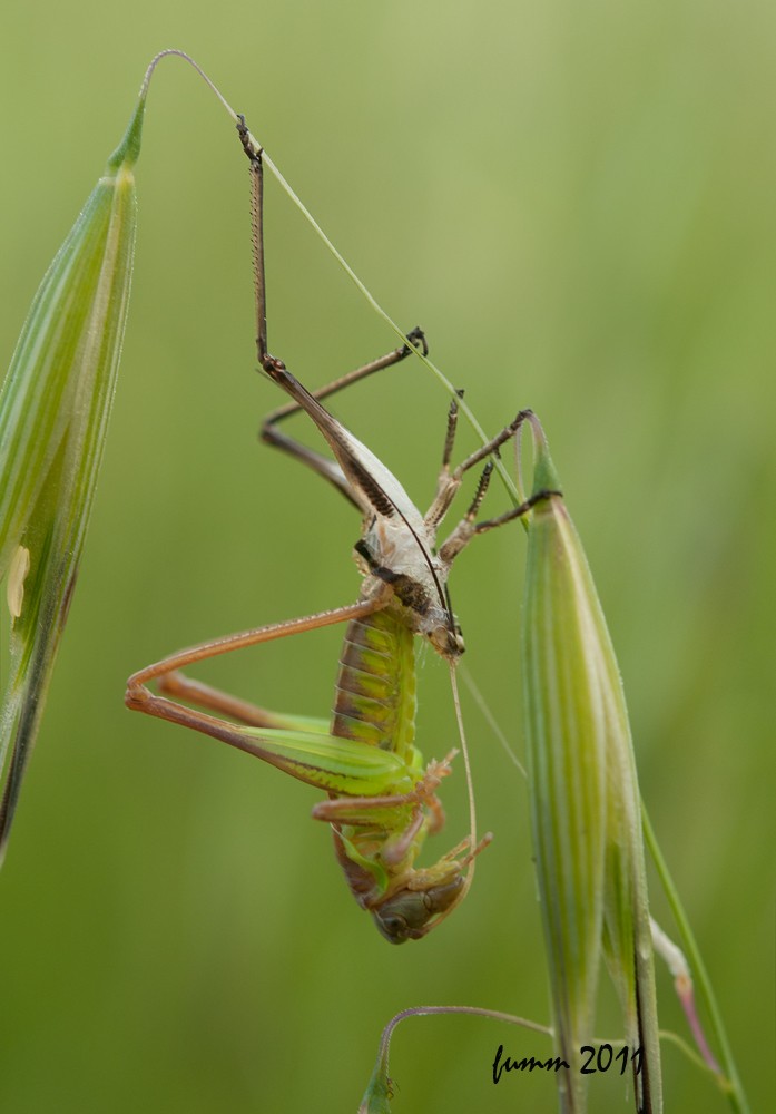 REINKARNATSIYA.LINKA.