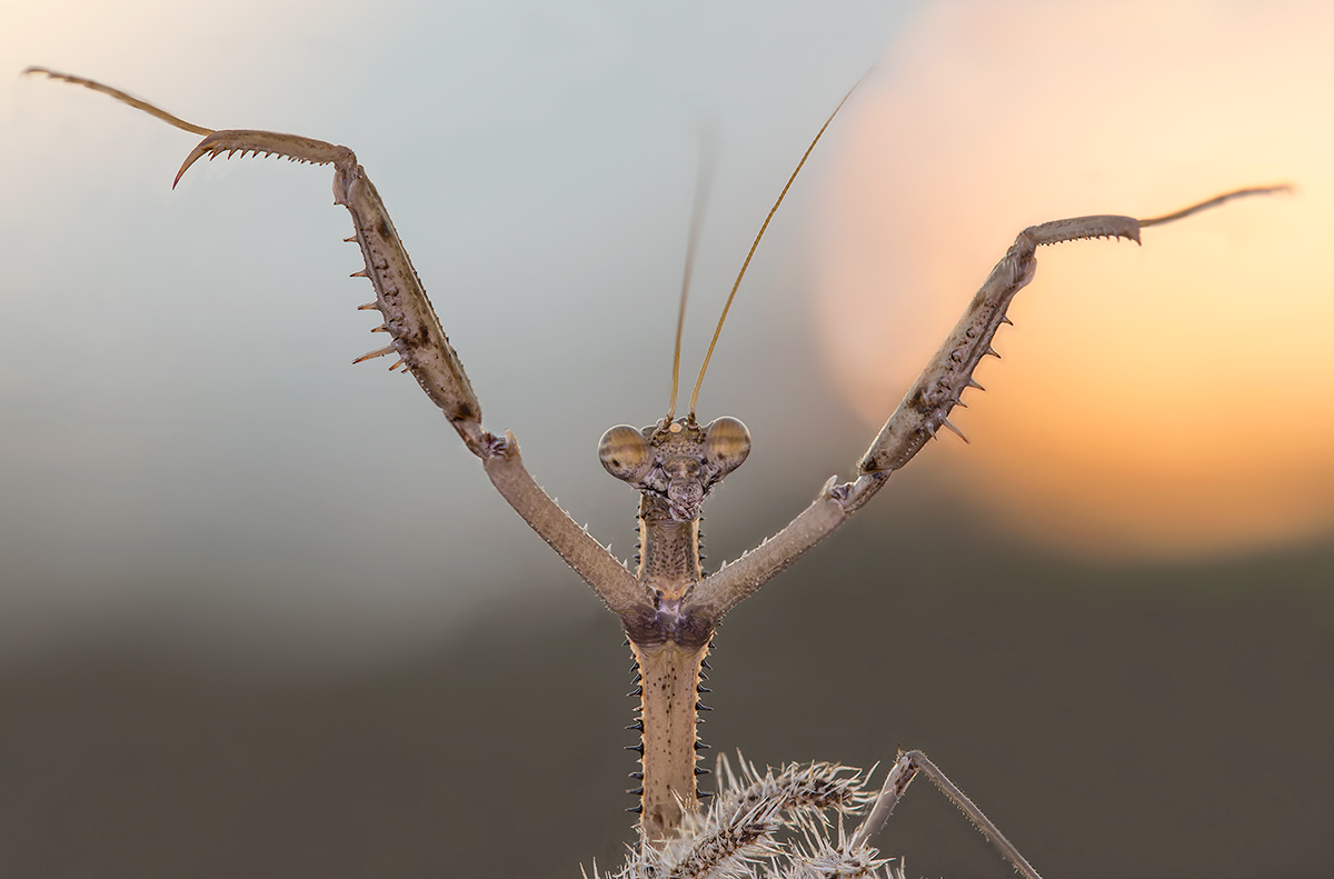 Gebet der aufgehenden Sonne
