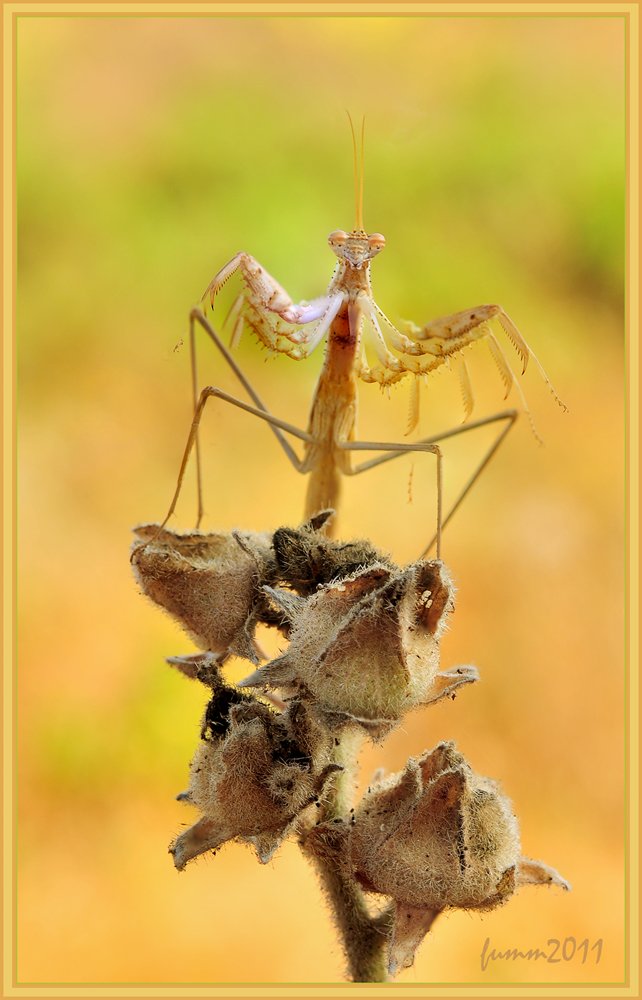 ONE ACCORD Ouvertüre.