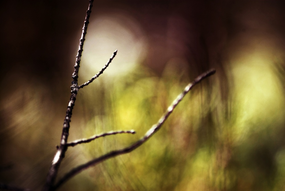 Zweig, der den Raum verzerrt