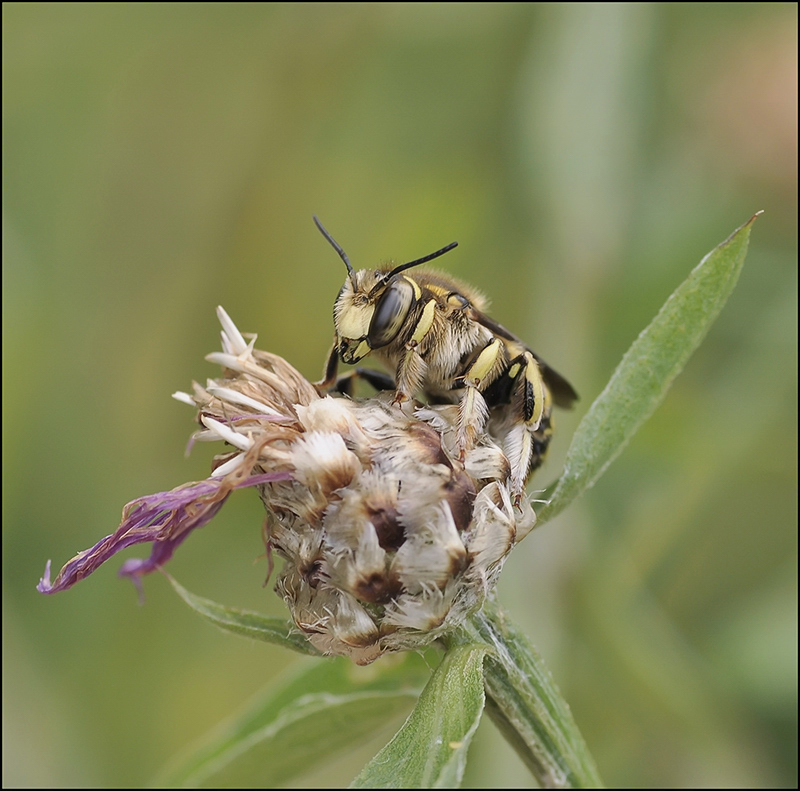 Surly Abschied .... jpg