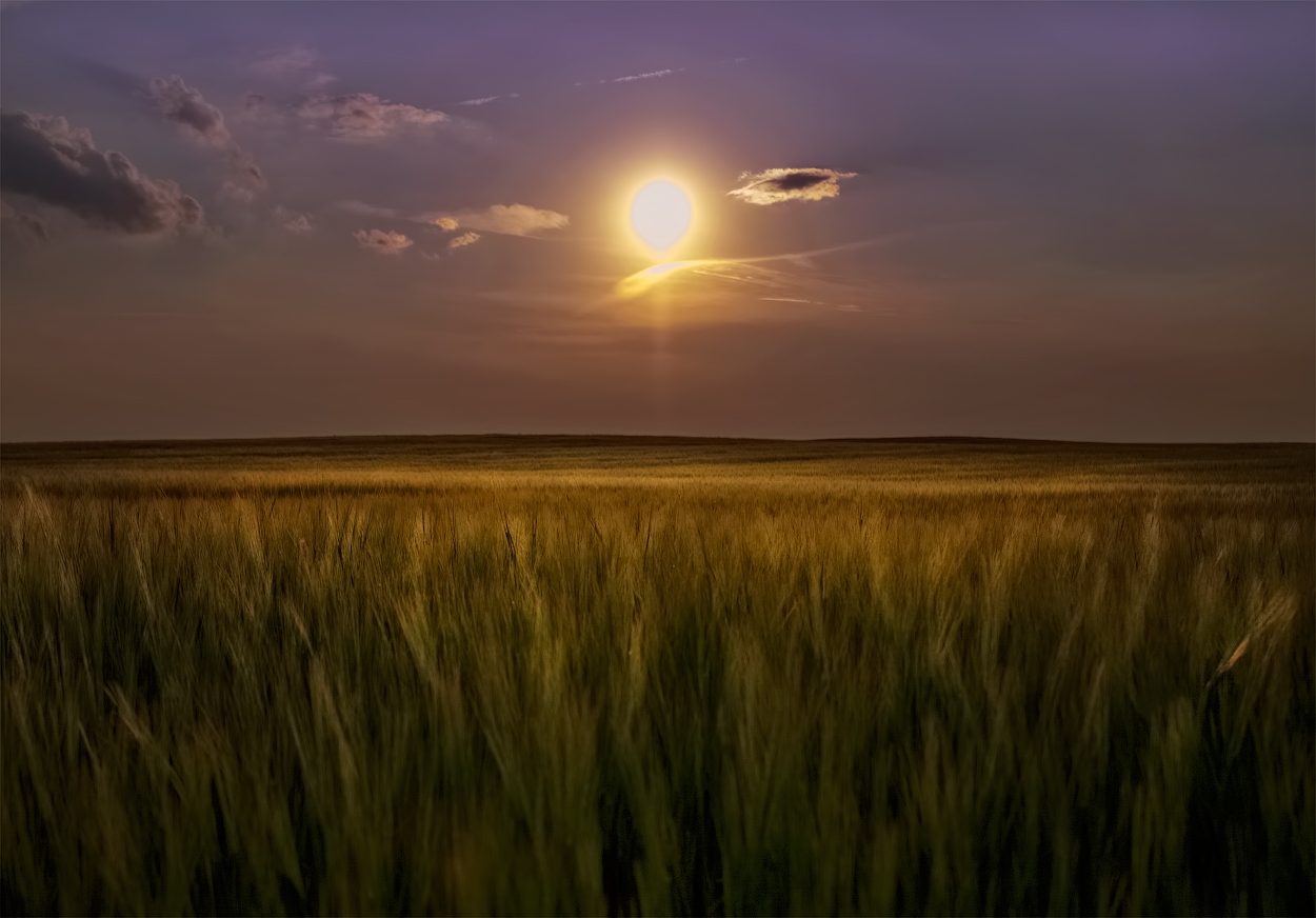 Juni ist das Brot noch nicht reif