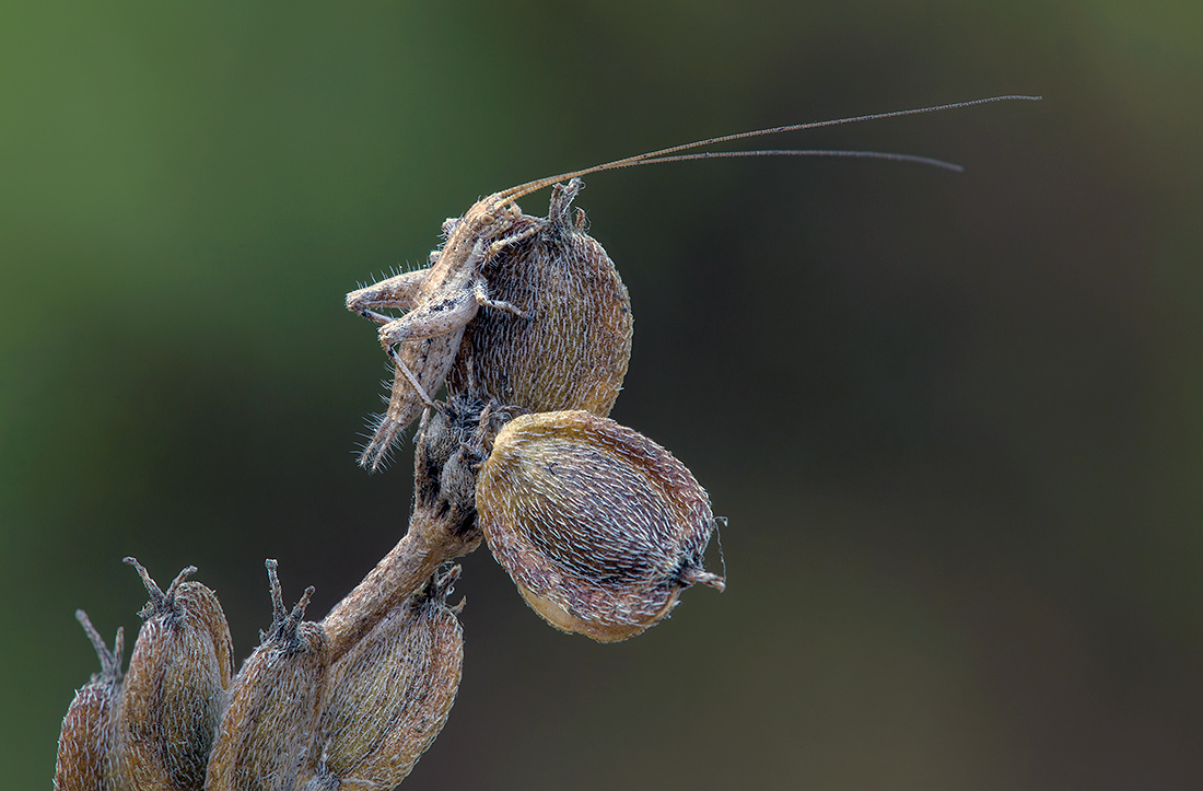 Fluffy und moustached