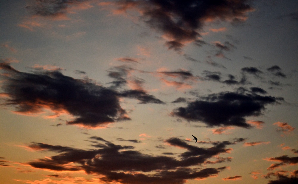 ausgebreiteten Flügeln