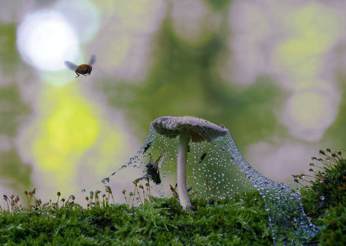 Er ist weg - nicht versprochen, zurückzukehren