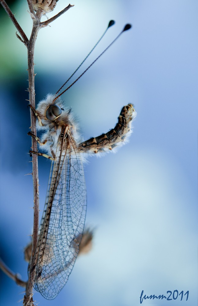 Mit ernstem Gesicht. Askalaf.