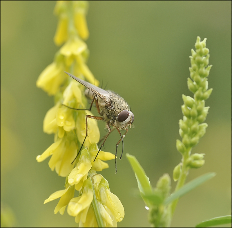 Nicht Winnie the Pooh ...