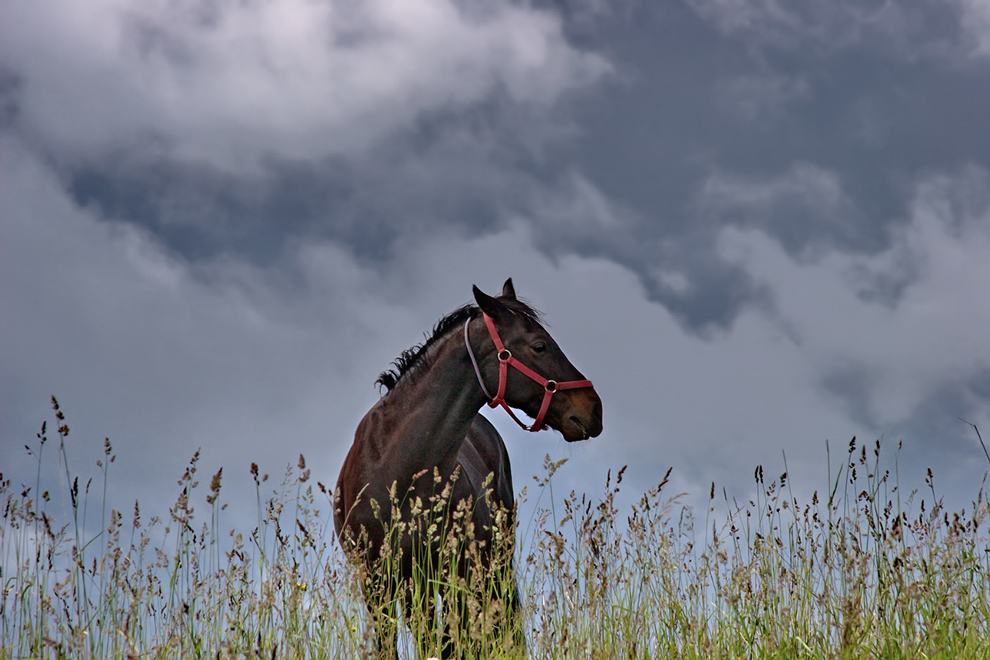 Auf dem Feld und das Pferd ...
