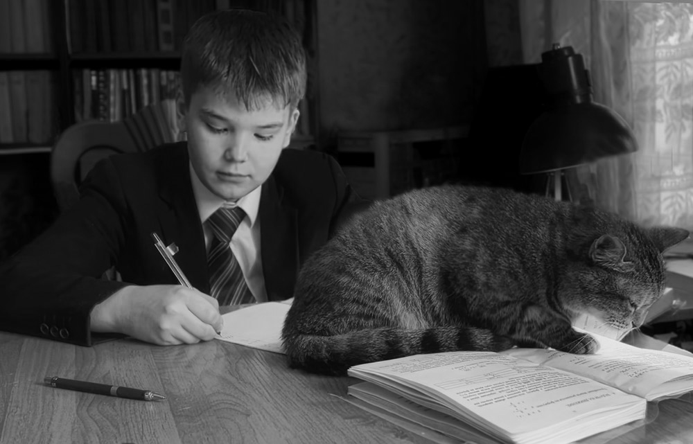 Diktieren Sie die Bedingungen des Problems