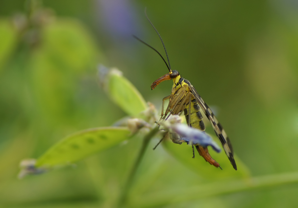 Skorpionsfliegen