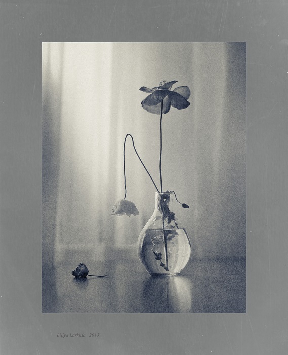 Wilt Mohn Sommer ...