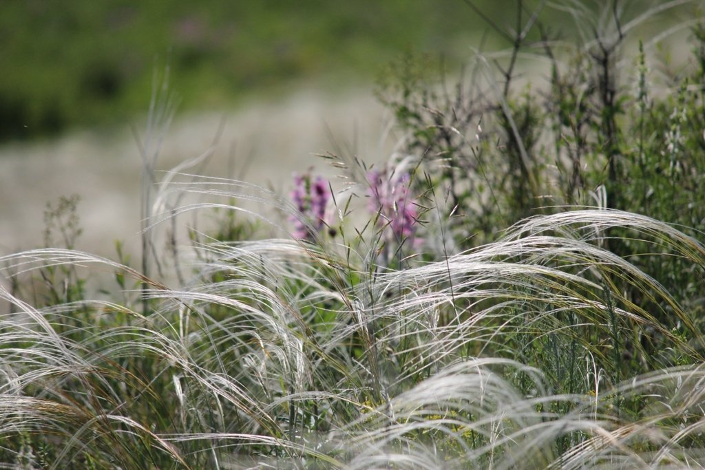 Steppen des südlichen Russland (Steppen des südlichen Russland)