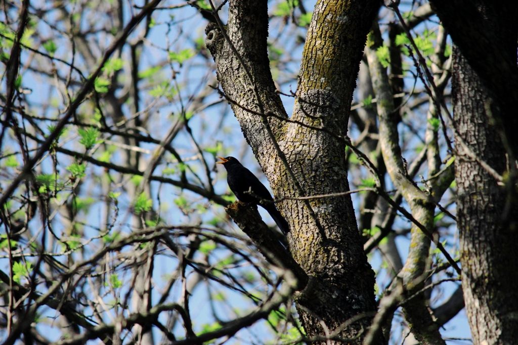 Melodien des Waldes (Melodien des Waldes)