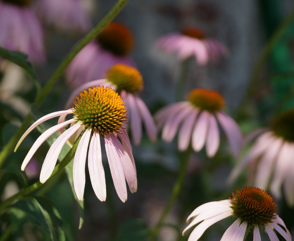 Echinacea