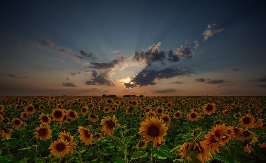 Sketch mit Sonnenblumen