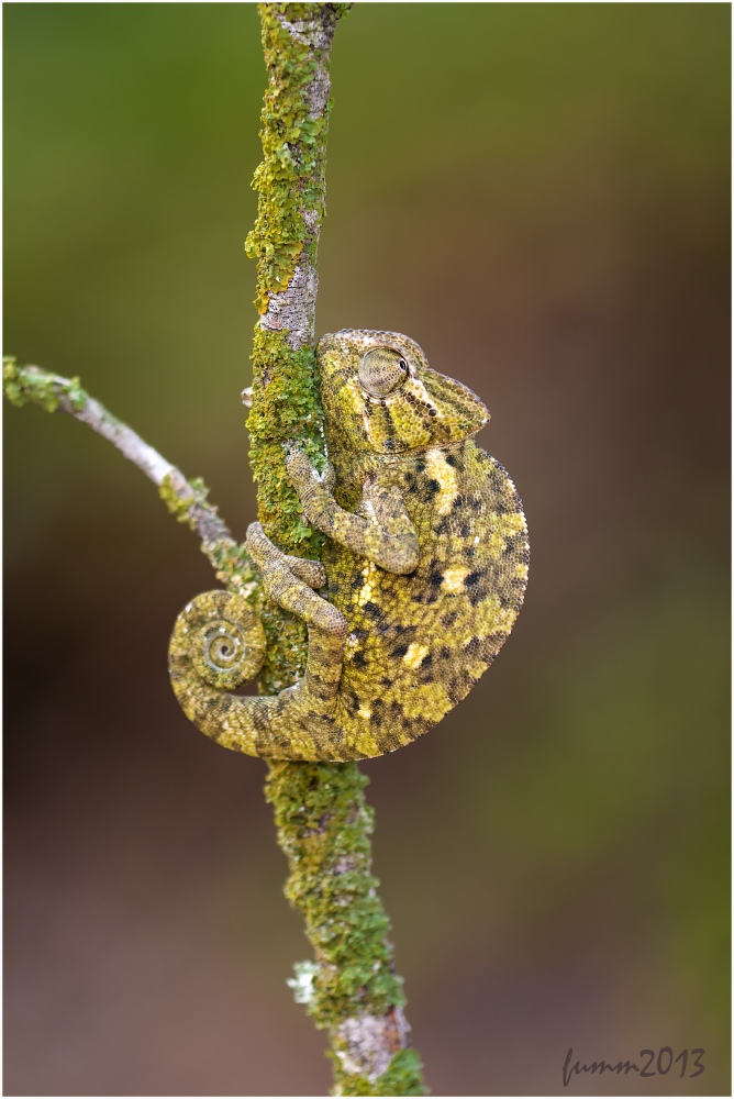 Beängstigend. Chamäleon.