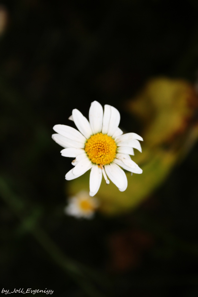 Daisy ***
